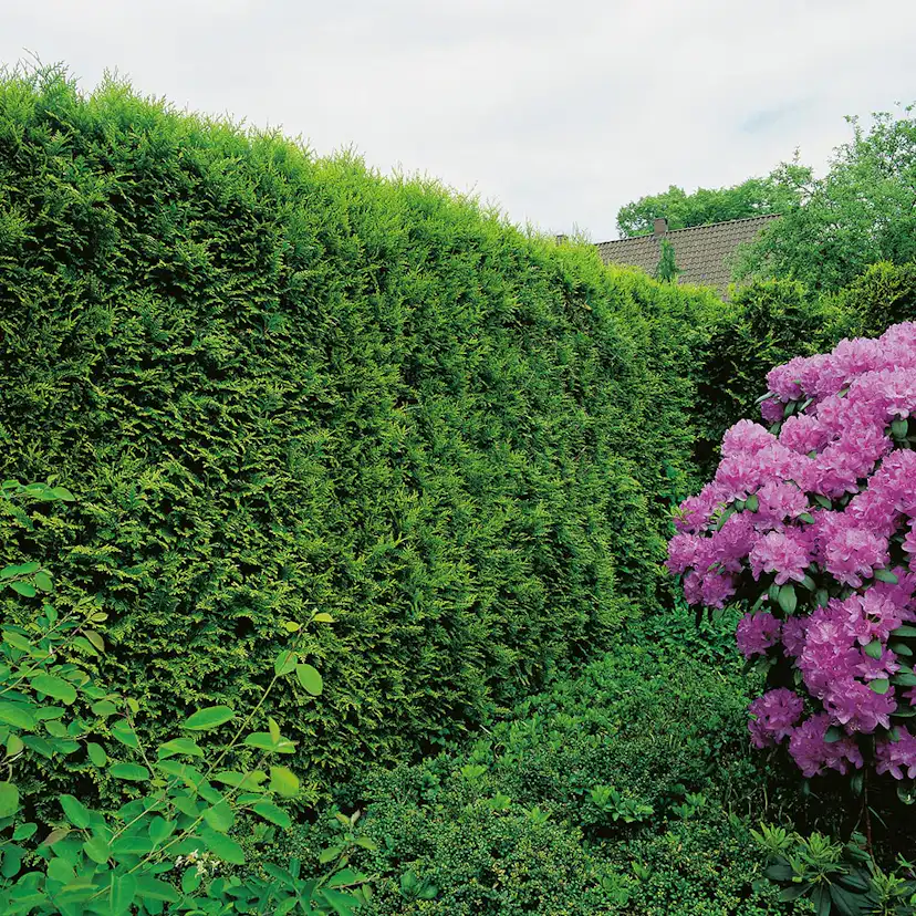 Ädeltuja Omnia Garden 50-60 cm