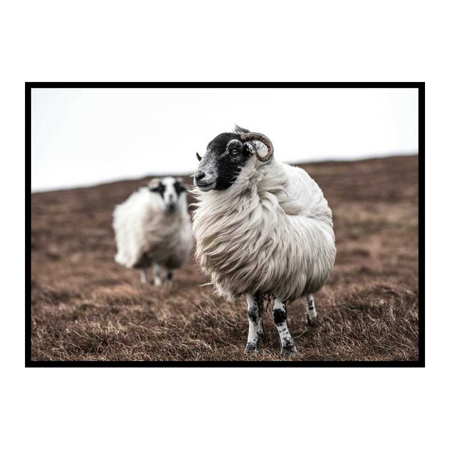 Farm Sheep 70x100 cm