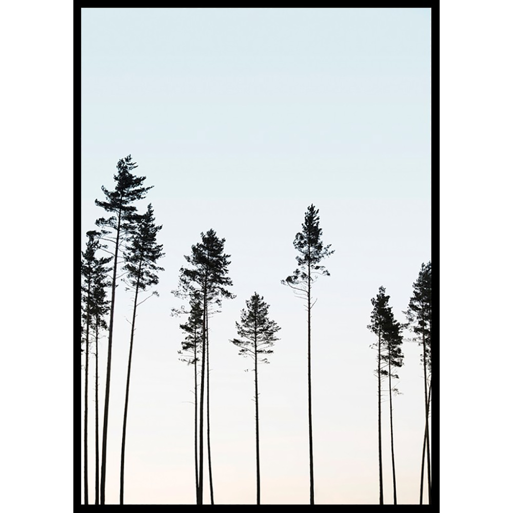 Poster Gallerix Tall Trees At Dusk