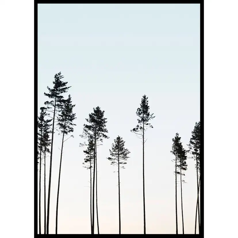 Poster Gallerix Tall Trees At Dusk