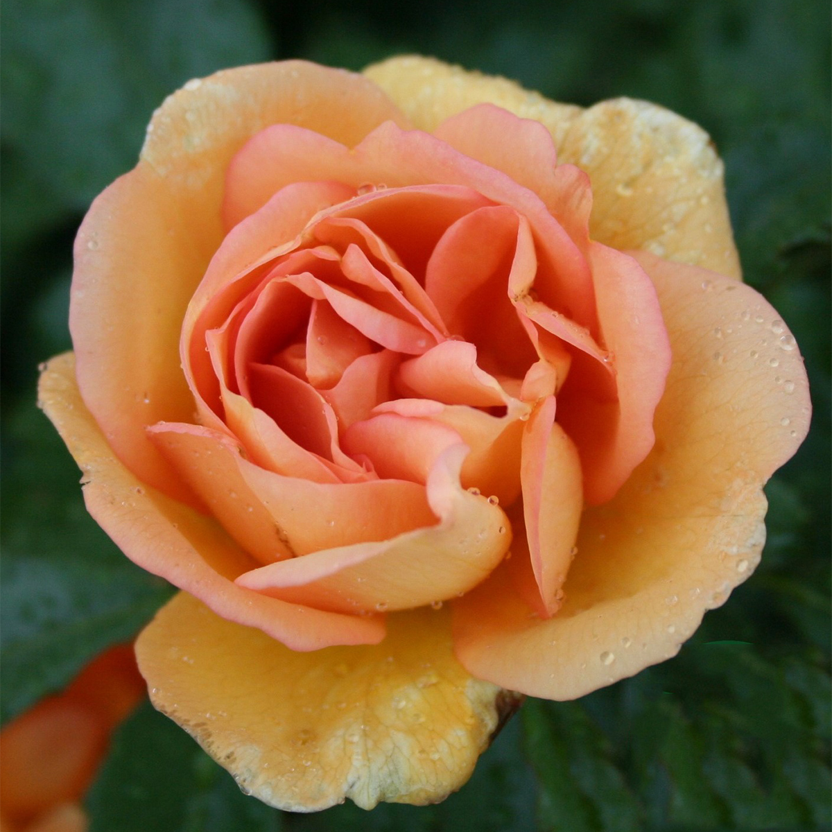 Storblommig Buskros Omnia Garden Maigold