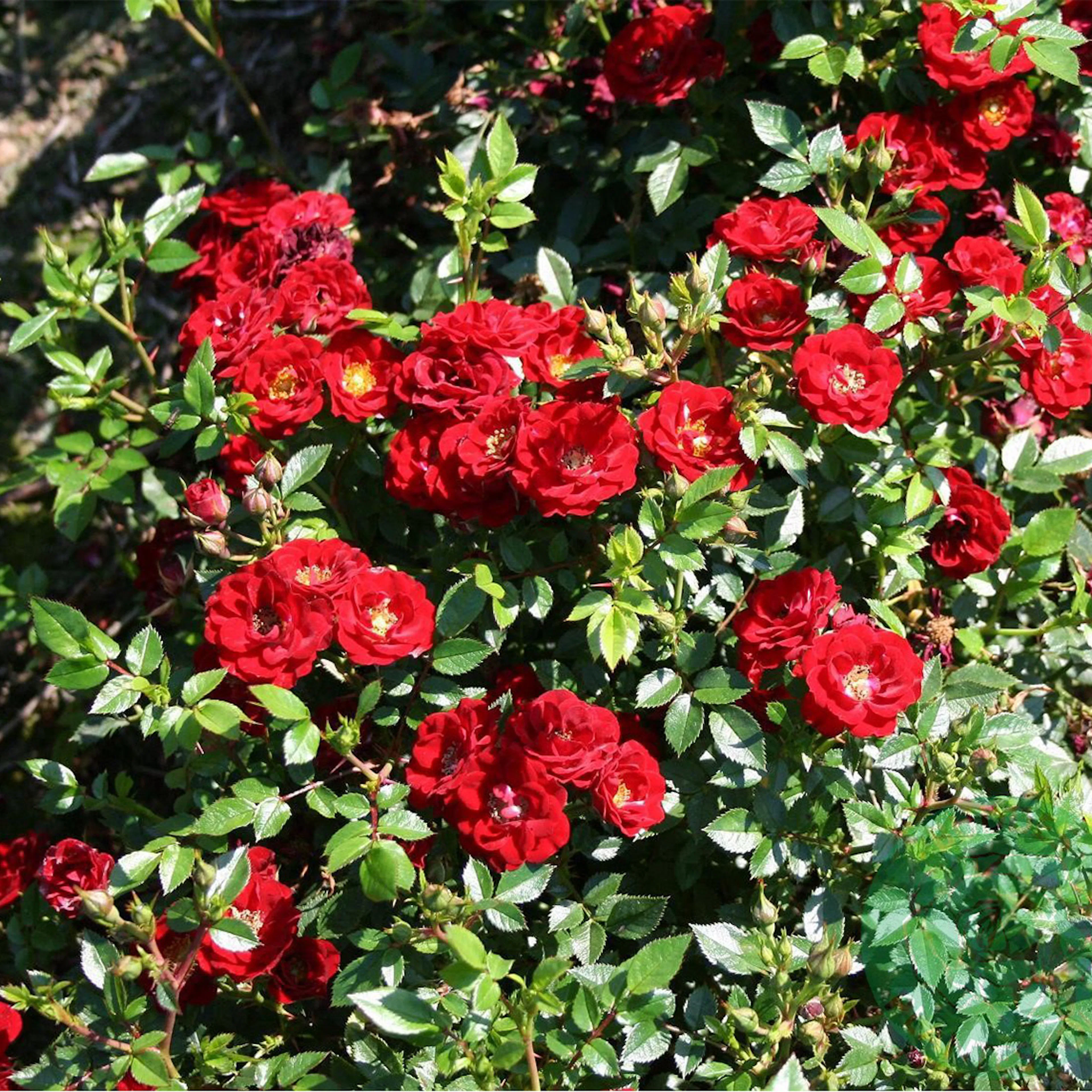 Rosa "Peter Pan", 5-pack 5-pack