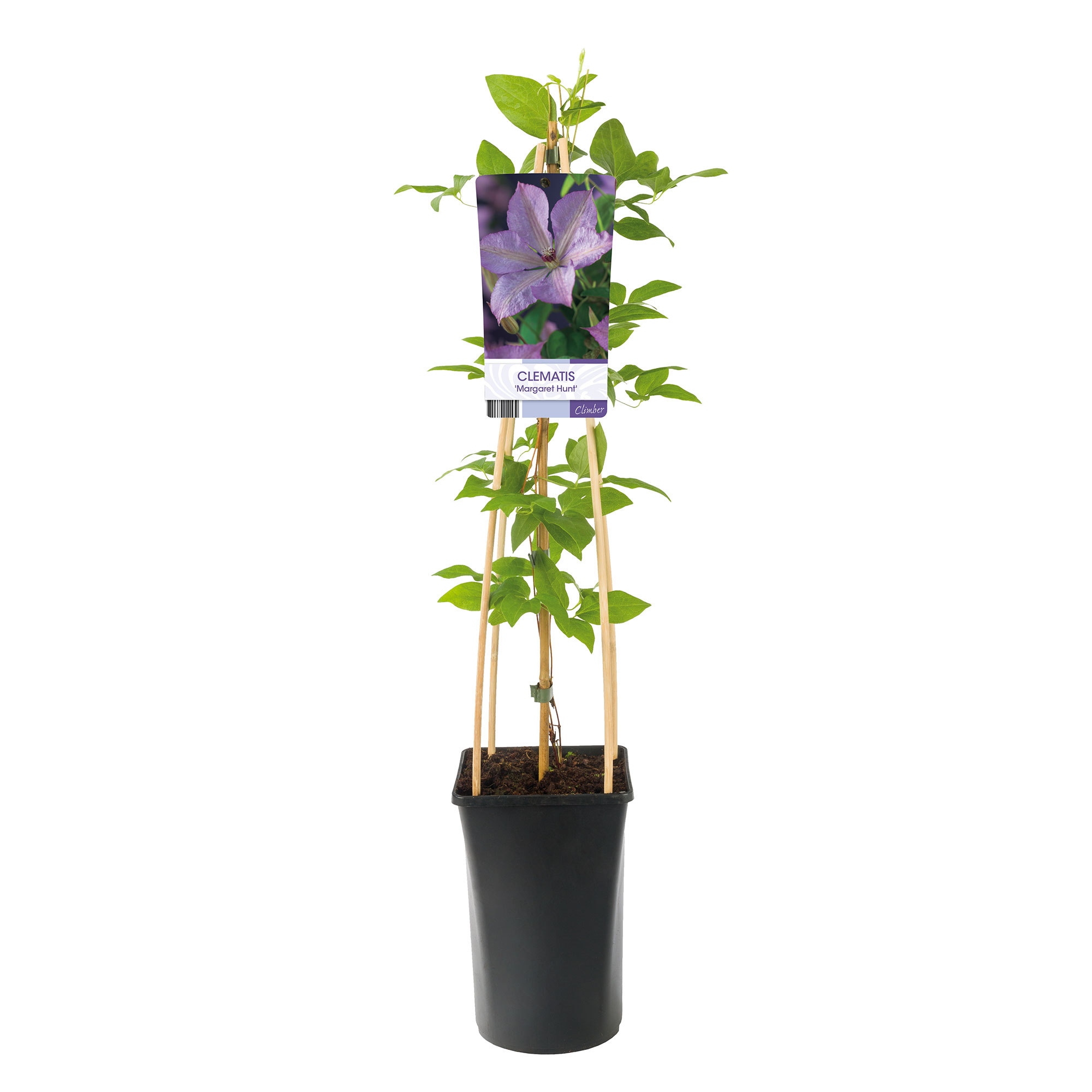 Klätterväxt Storblommig Klematis Omnia Garden Margret Hunt 40-60 cm