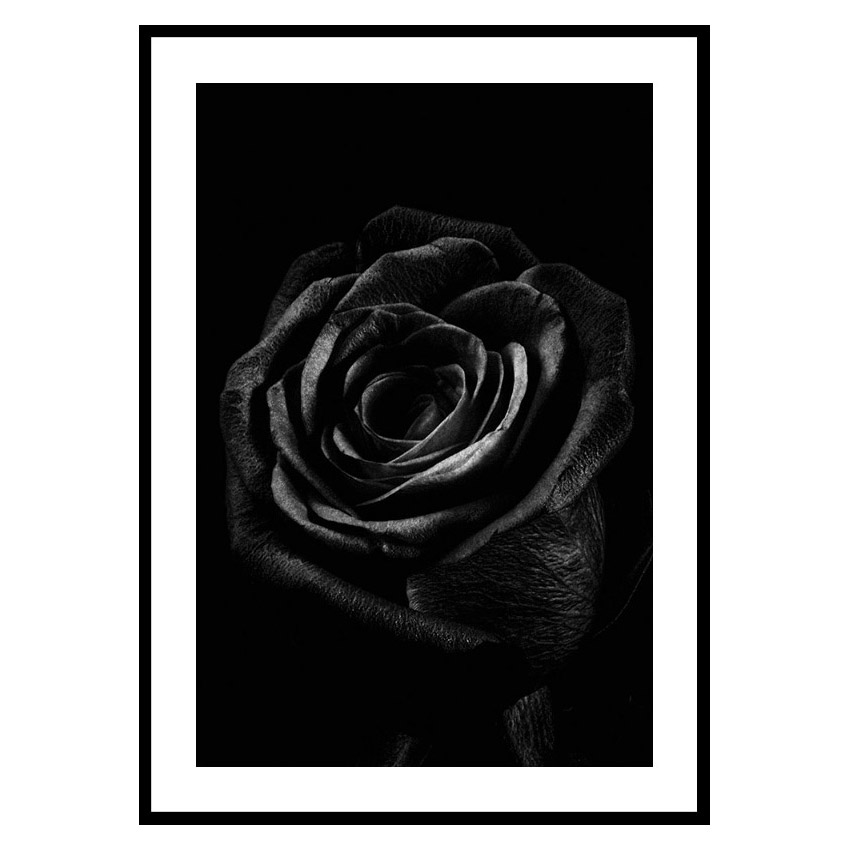 Poster Gallerix Black Rose