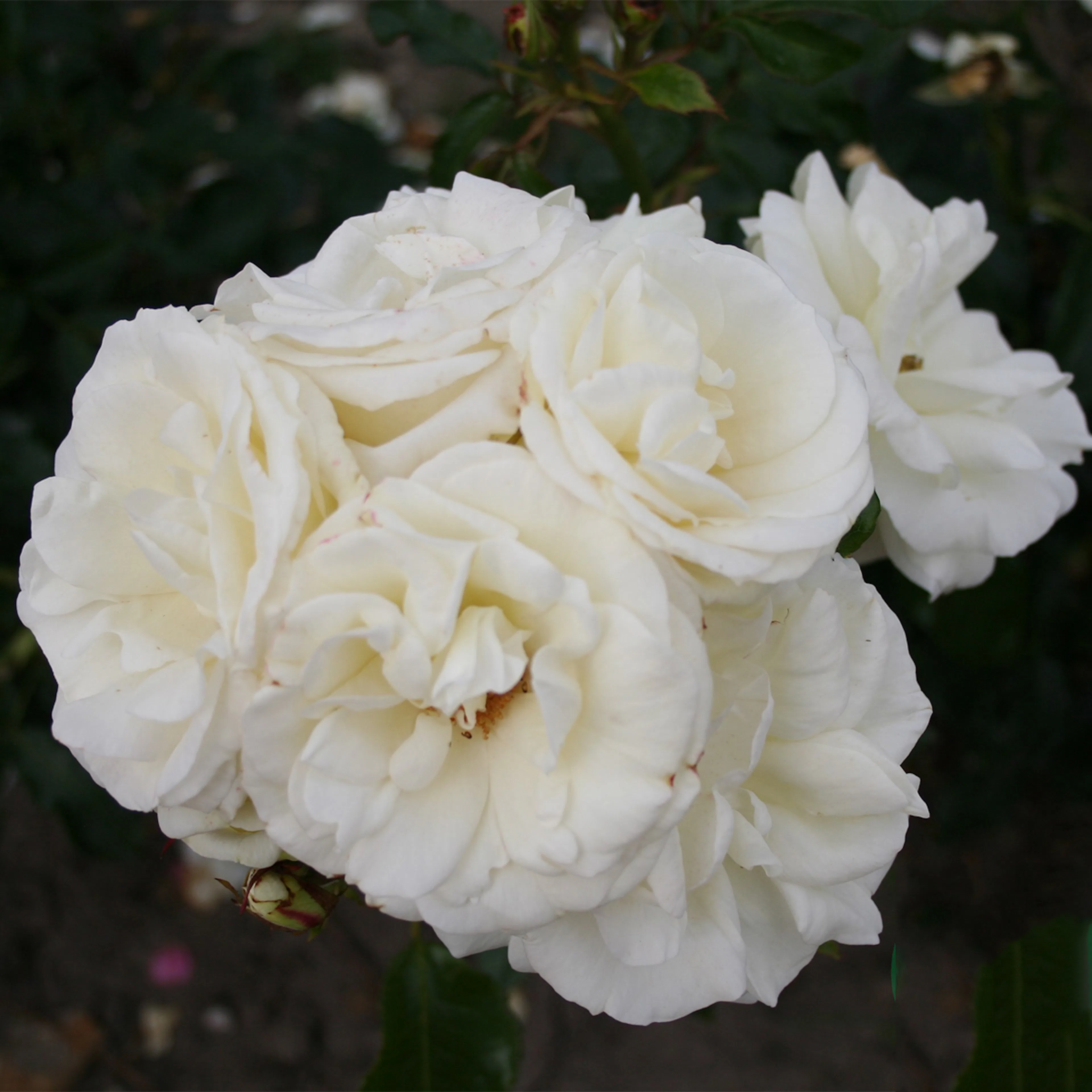 Rosa "La Paloma", 1-pack 1-pack