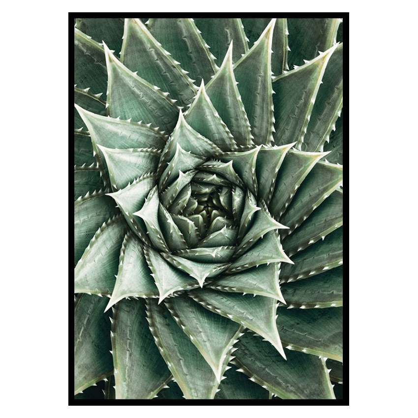 Poster Gallerix Agave Close Up No2