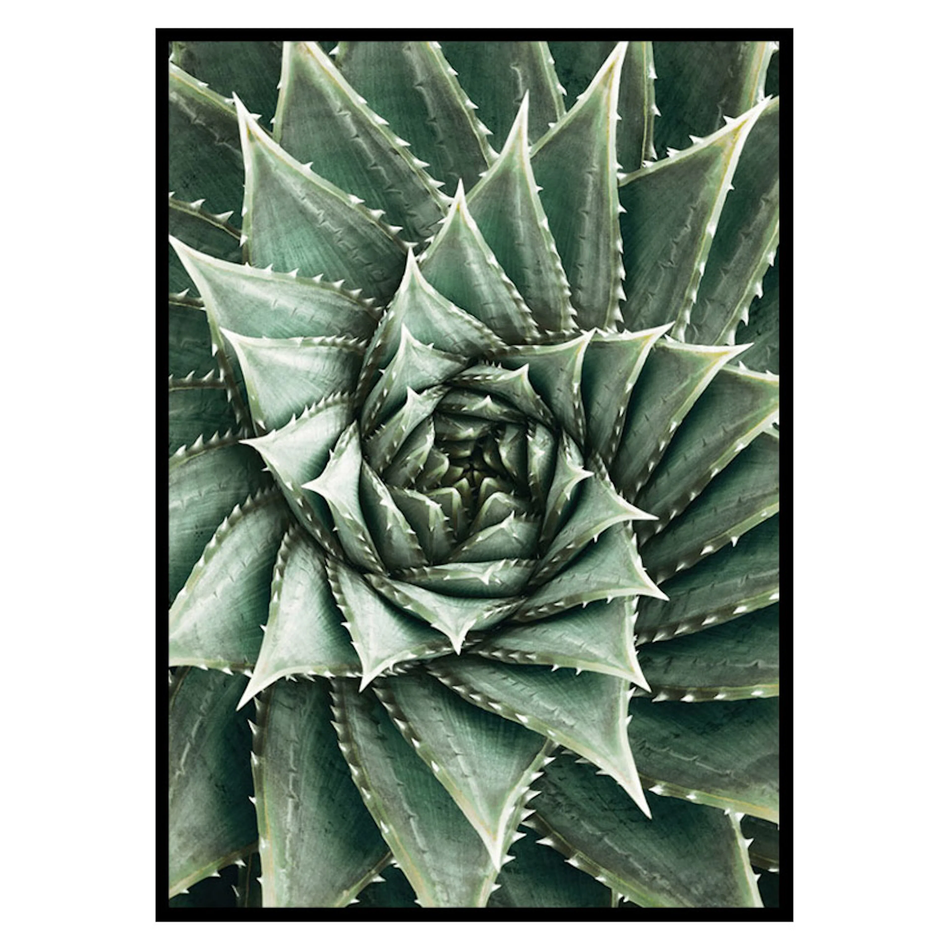 Poster Gallerix Agave Close Up No2