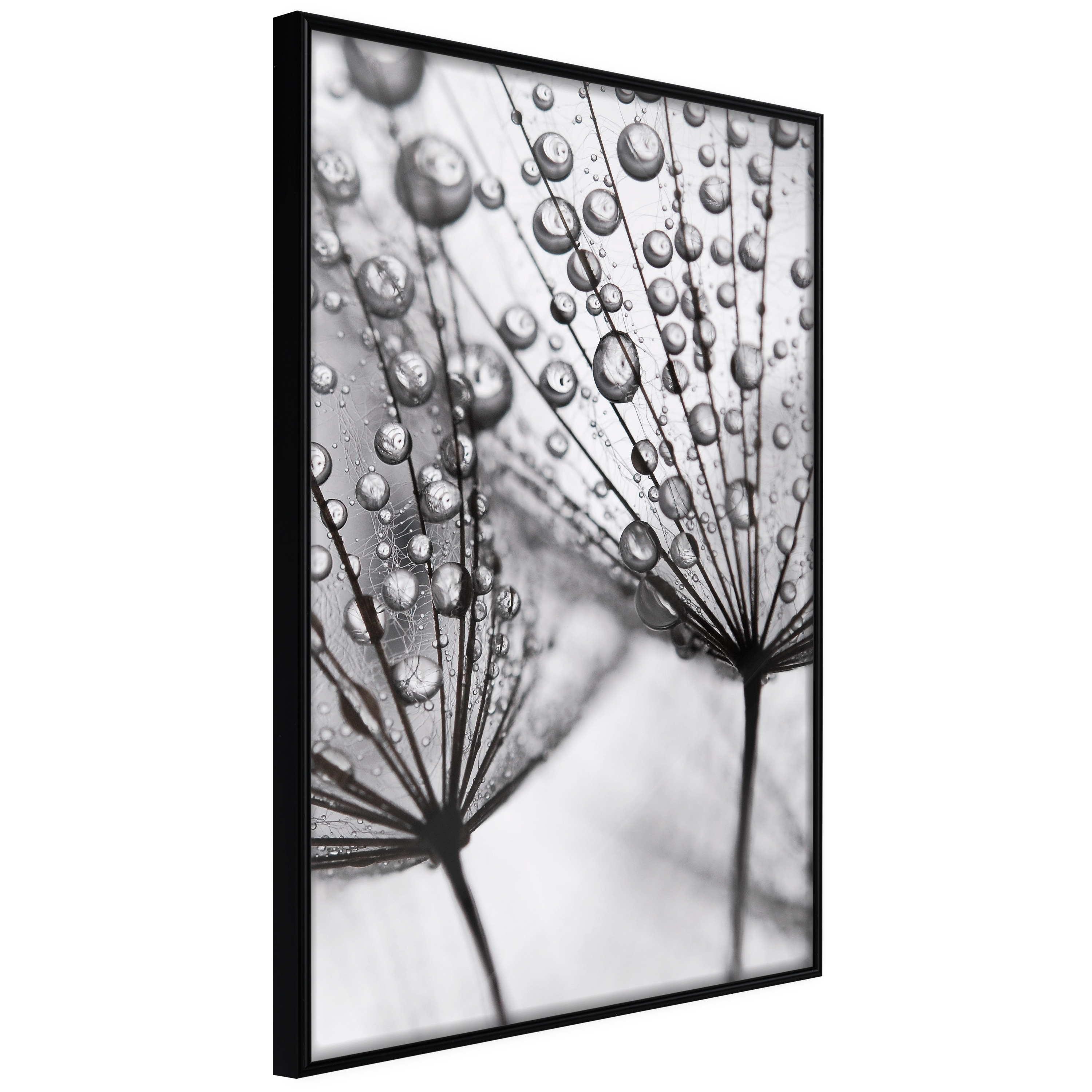 Poster Artgeist Affisch Morning Dew