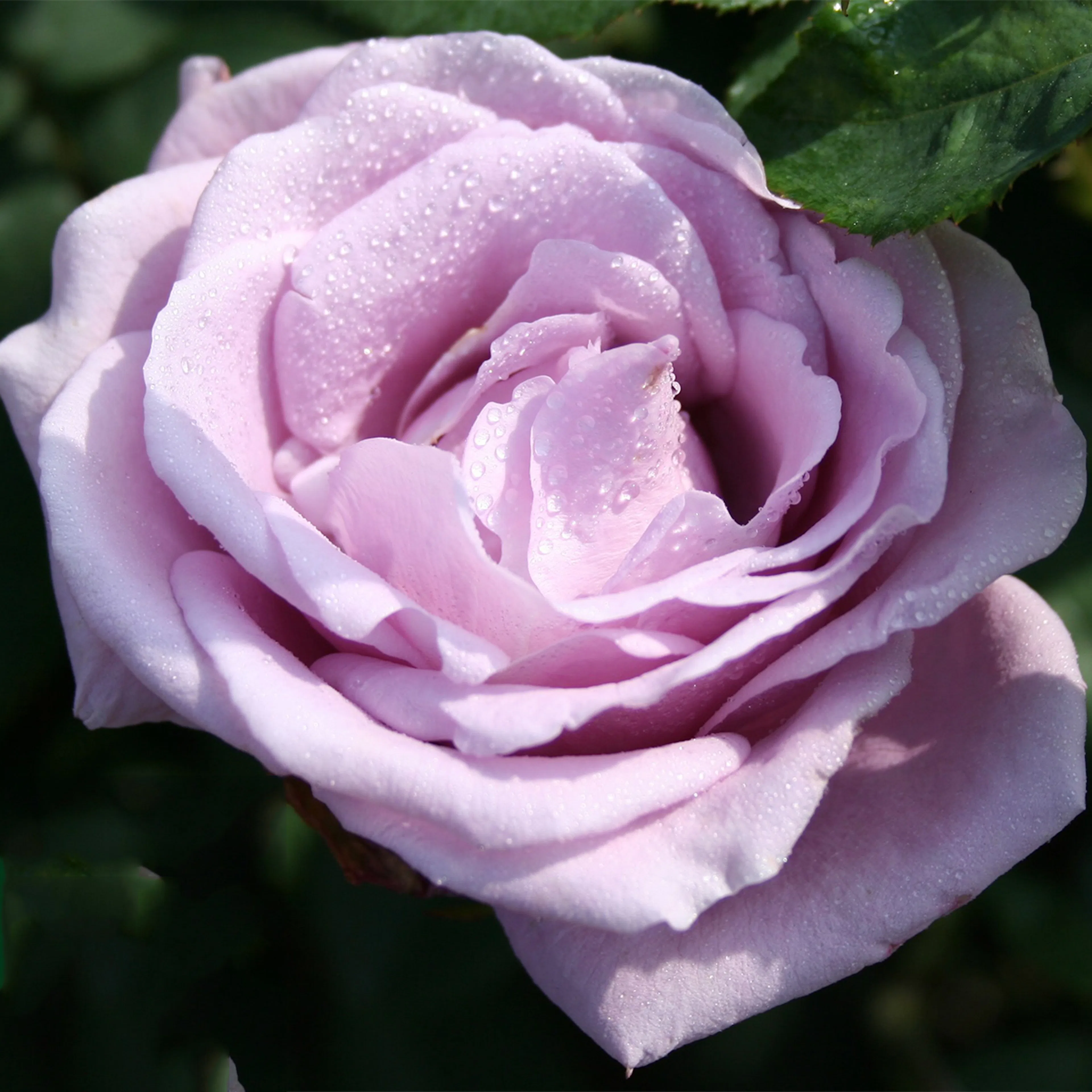 Rosa "Gigi", 1-pack 1-pack