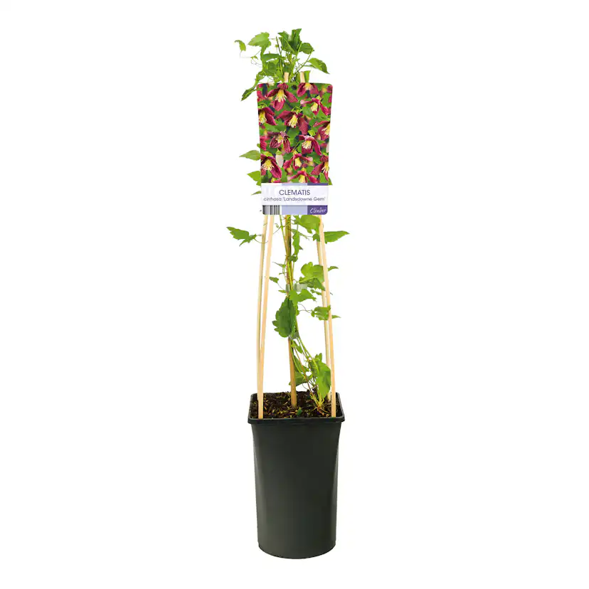 Klätterväxt Vintergrön Klematis Omnia Garden Landsdowne Gem 40-60 cm