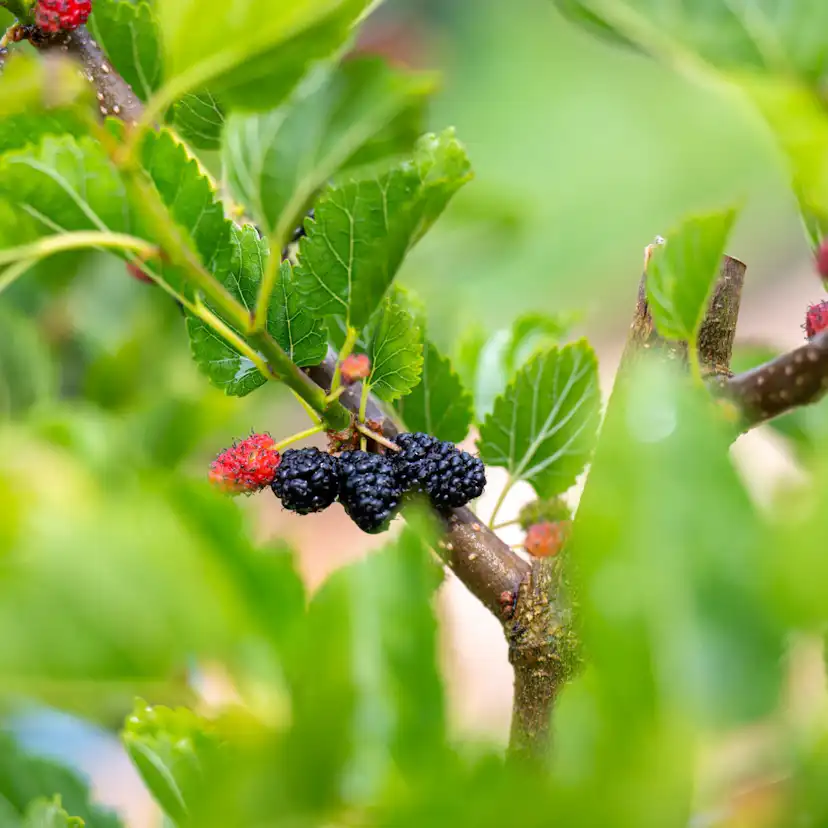 Bärbuske Omnia Garden Mullbär Morus Mojo Berry Matsunaga