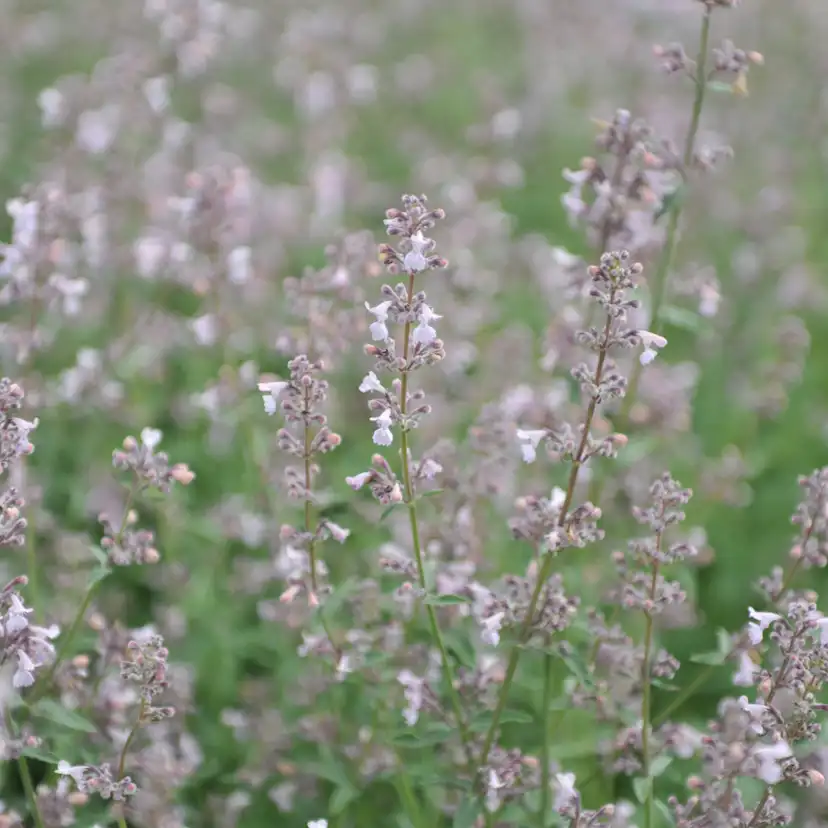 Perenn Omnia Garden Bergnepeta Amelia