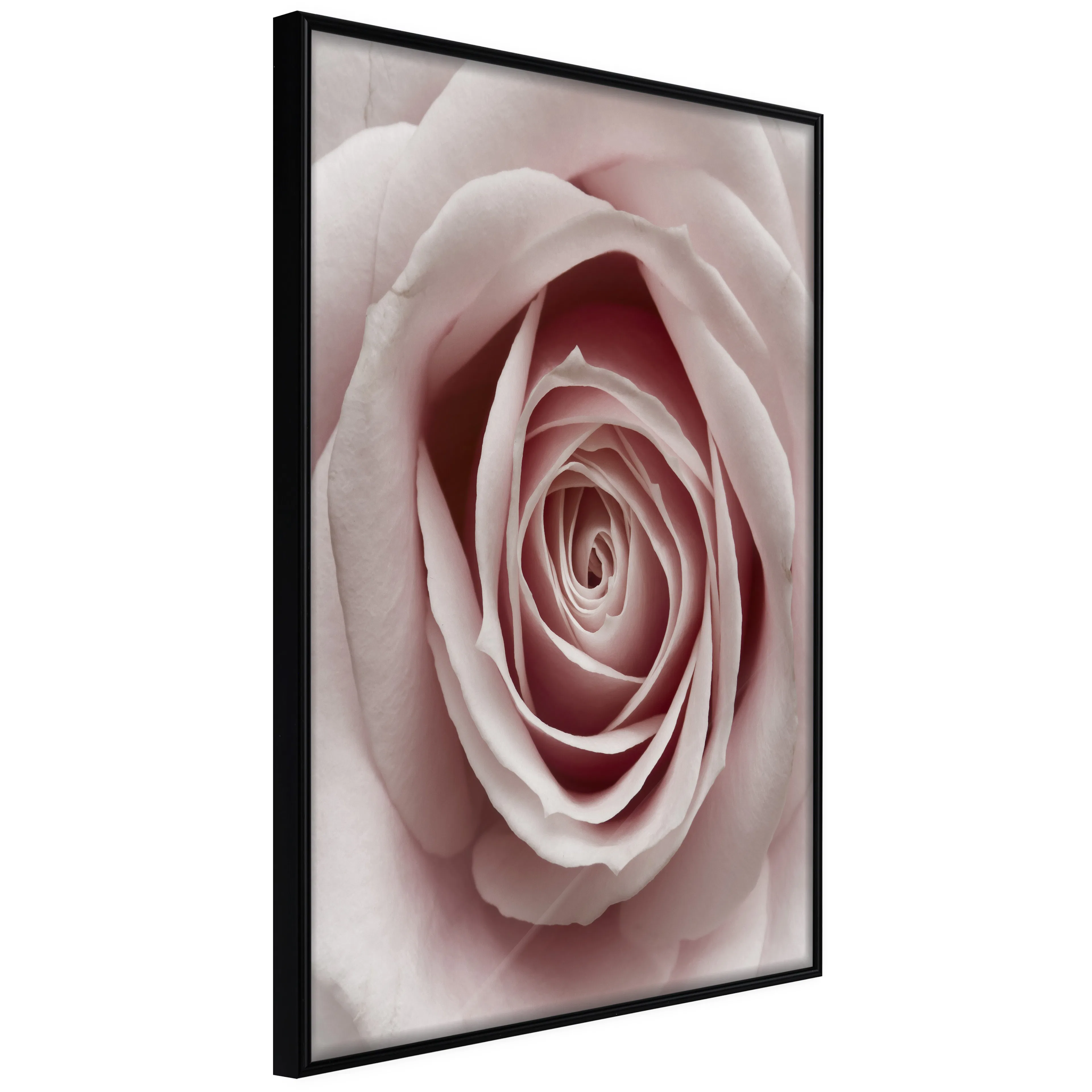 Affisch - Pastel Rose [Poster] 40x60 Svart ram, 40x60 cm