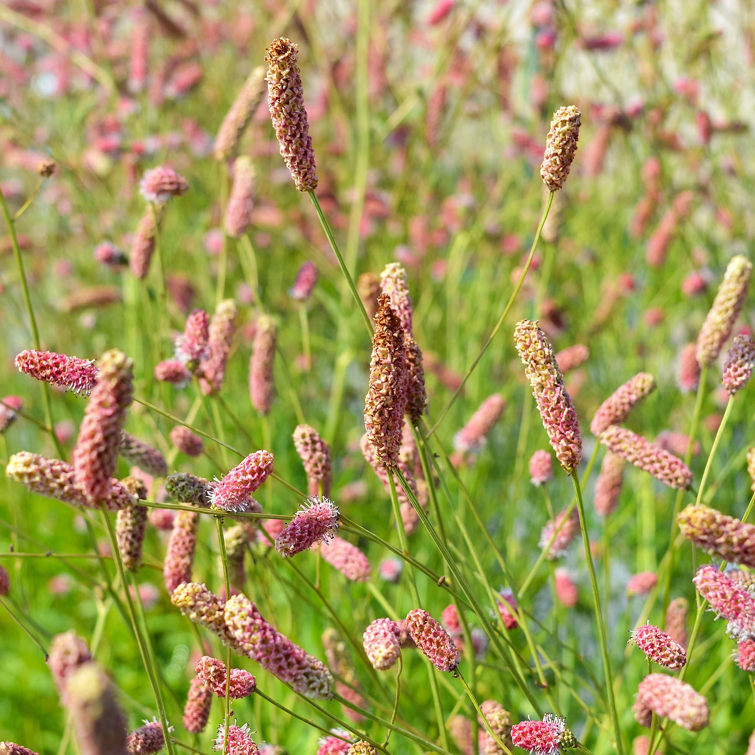 Planta Blodtopp Omnia Garden Pink Tanna