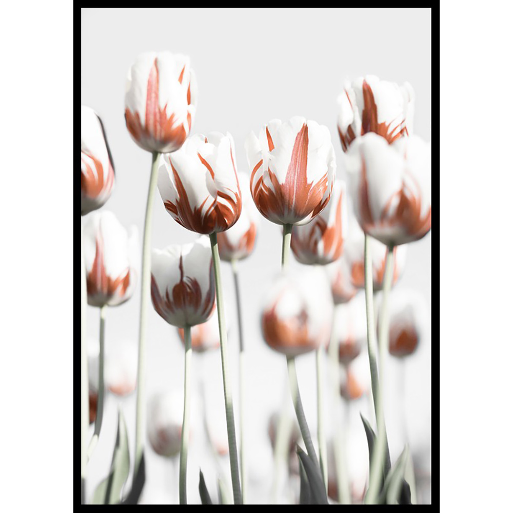 Poster Gallerix Dutch Tulips