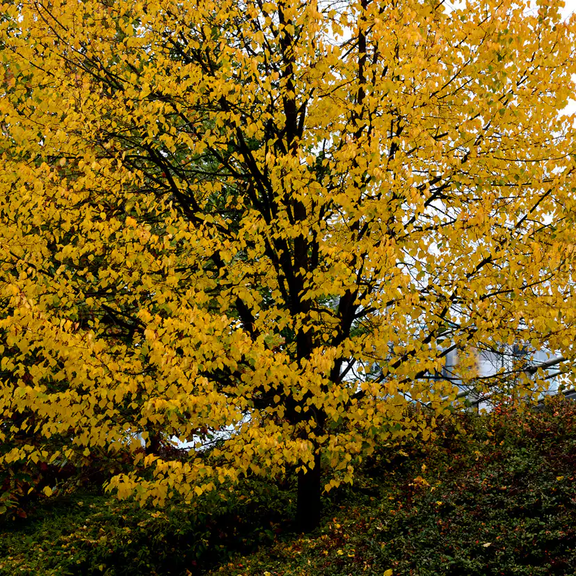 Högstamsträd Omnia Garden Skogslind Alléträd med Gröna Löv & Gulvit Blomning, 300-400 cm
