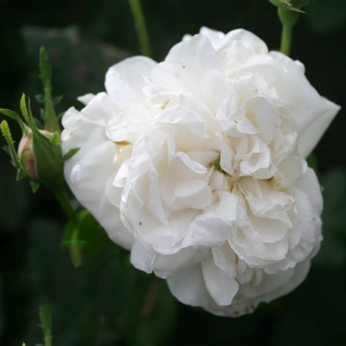 Storblommig Buskros Omnia Garden Madame Plantier