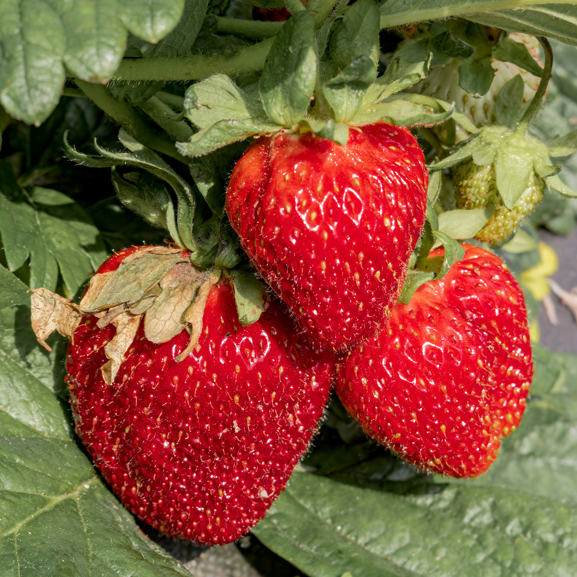 Jordgubbe Omnia Garden Fragaria Ananassa Honeoye
