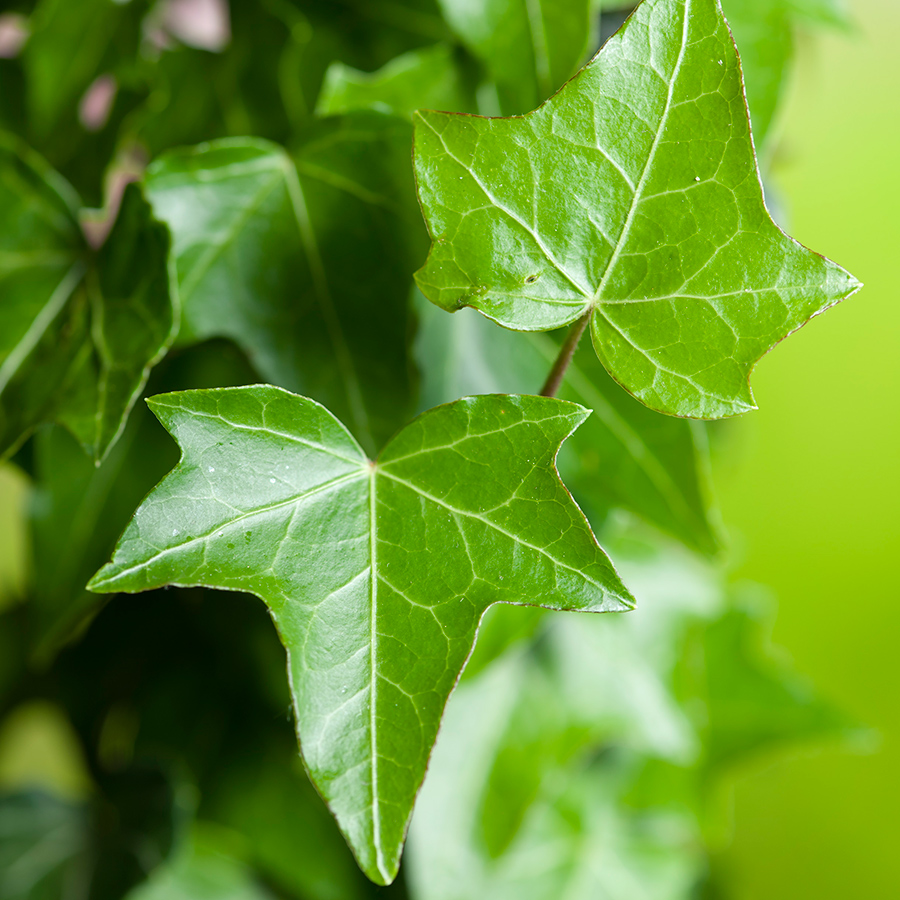 Klätterväxt Murgröna Omnia Garden 40-60 cm