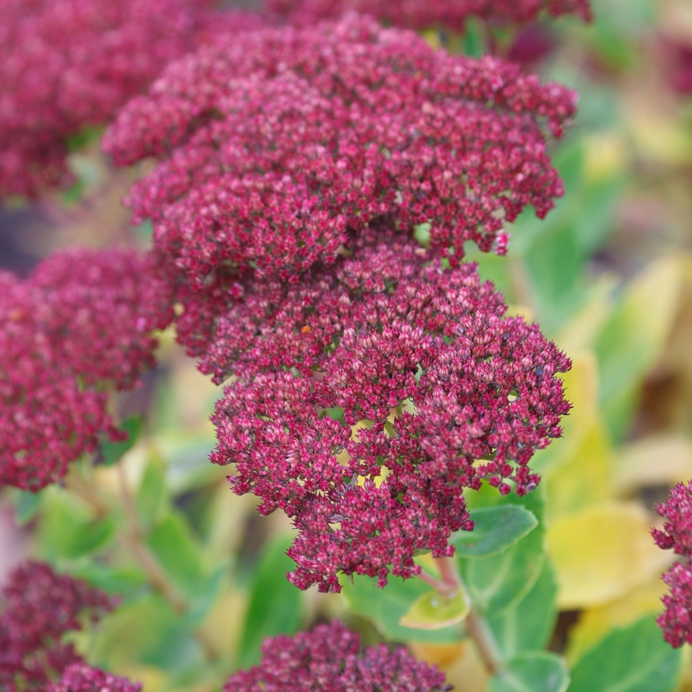 Perenn Omnia Garden Kinesisk Kärleksört Hylotelephium Spectabile Brilliant