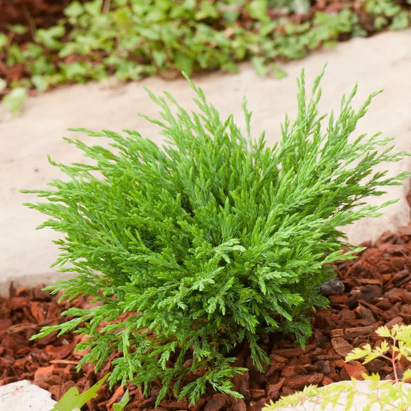 Prydnadsbuske Amerikansk Kryp-En Omnia Garden Andorra Compact