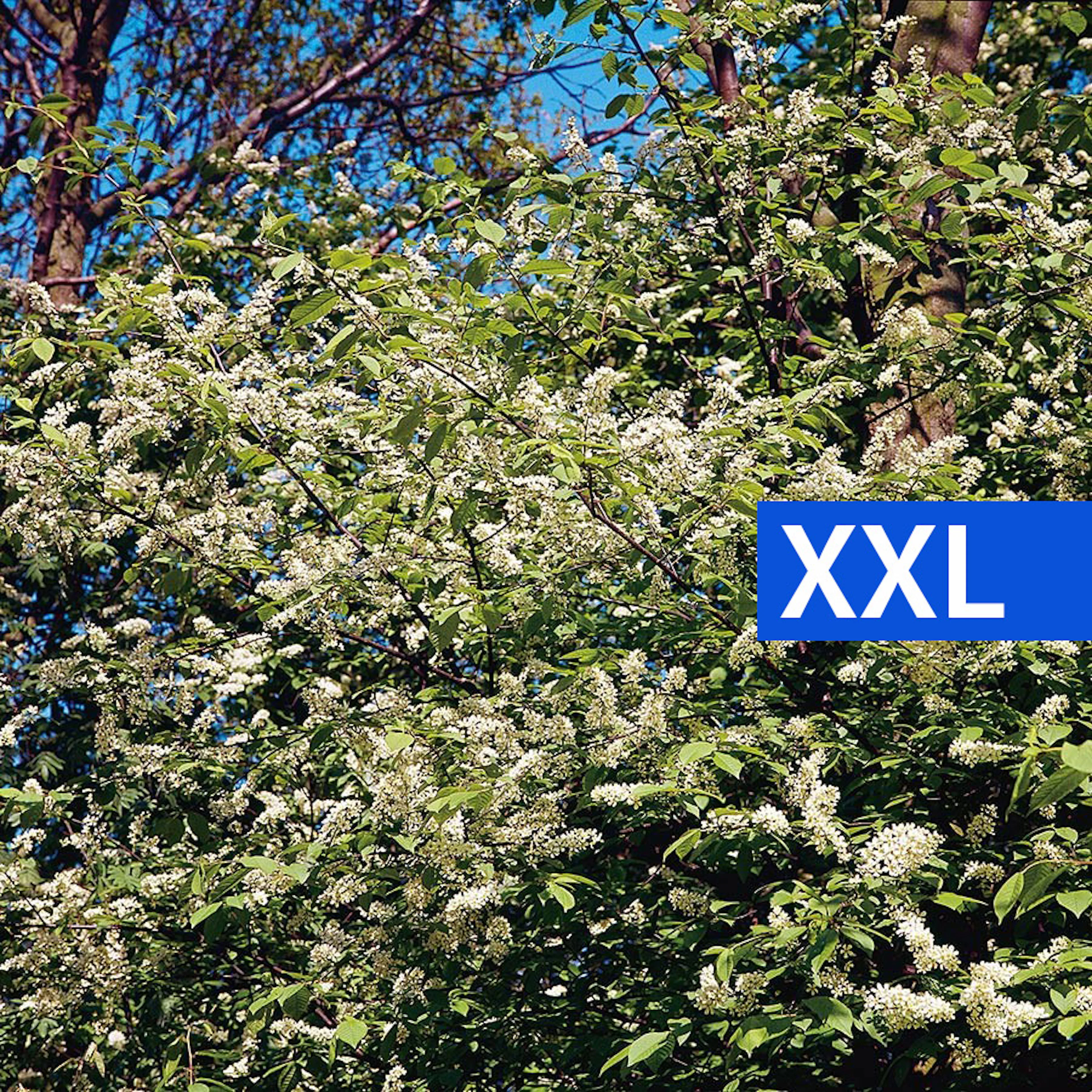 Prydnadsbuske Hägg Omnia Garden 100-125cm