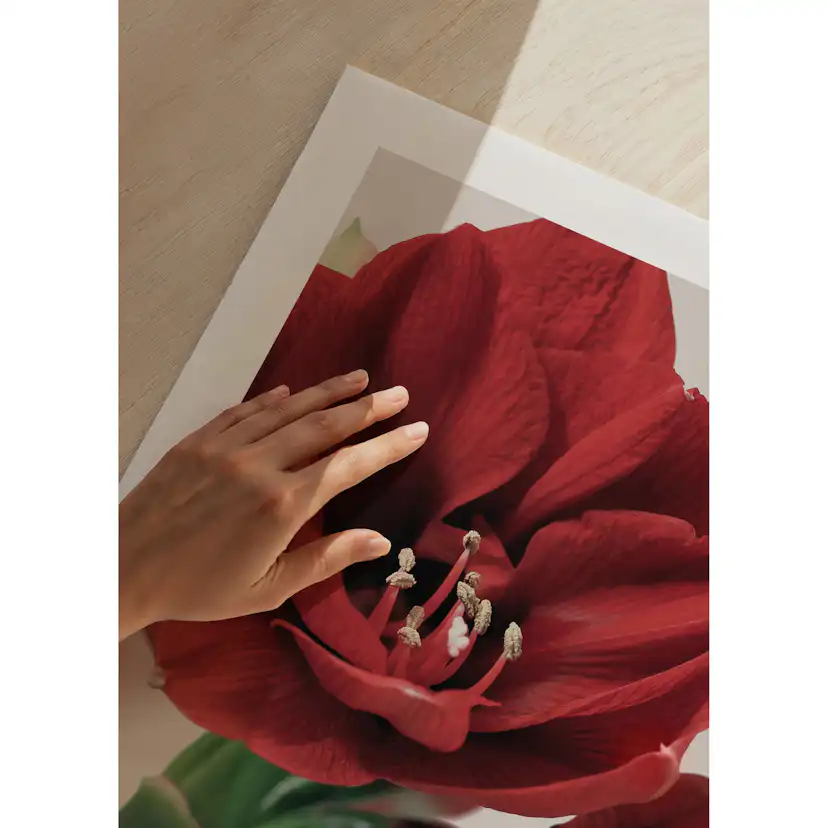 Poster Gallerix Red Amaryllis