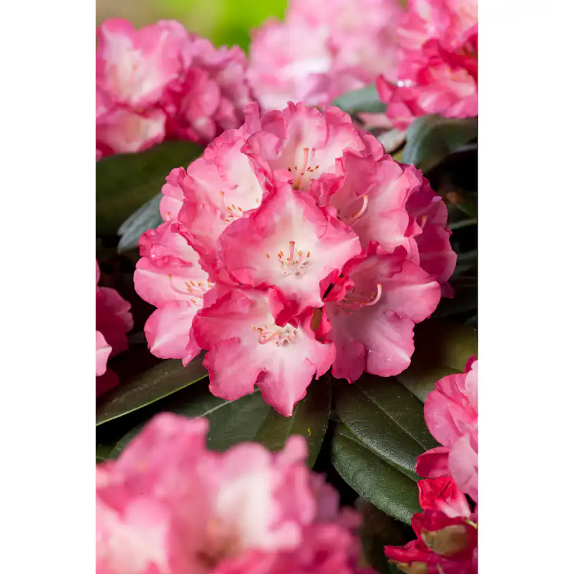 Rhododendron Omnia Garden Fantastica 25-30 cm