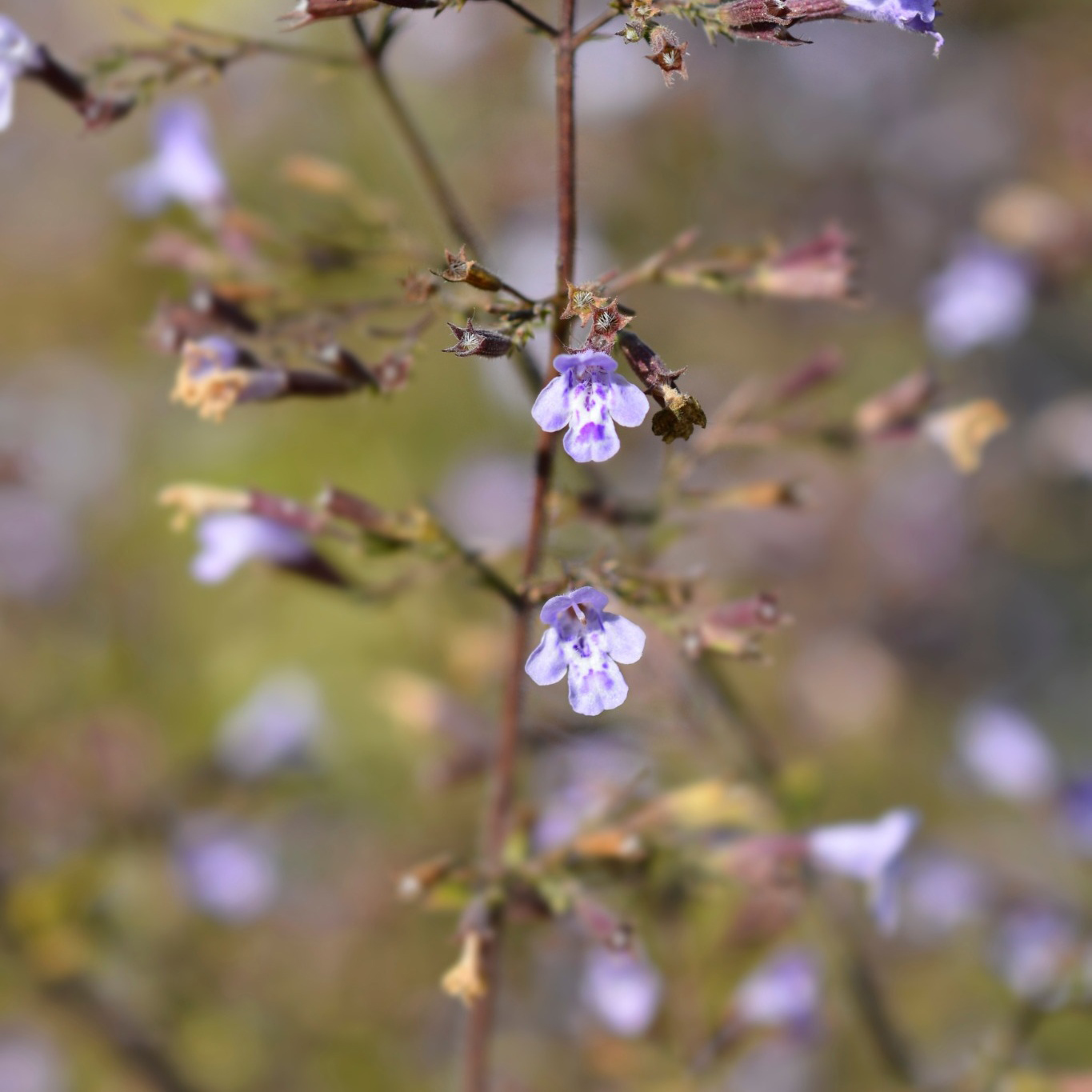 Perenn Omnia Garden Stenkyndel Blue Cloud