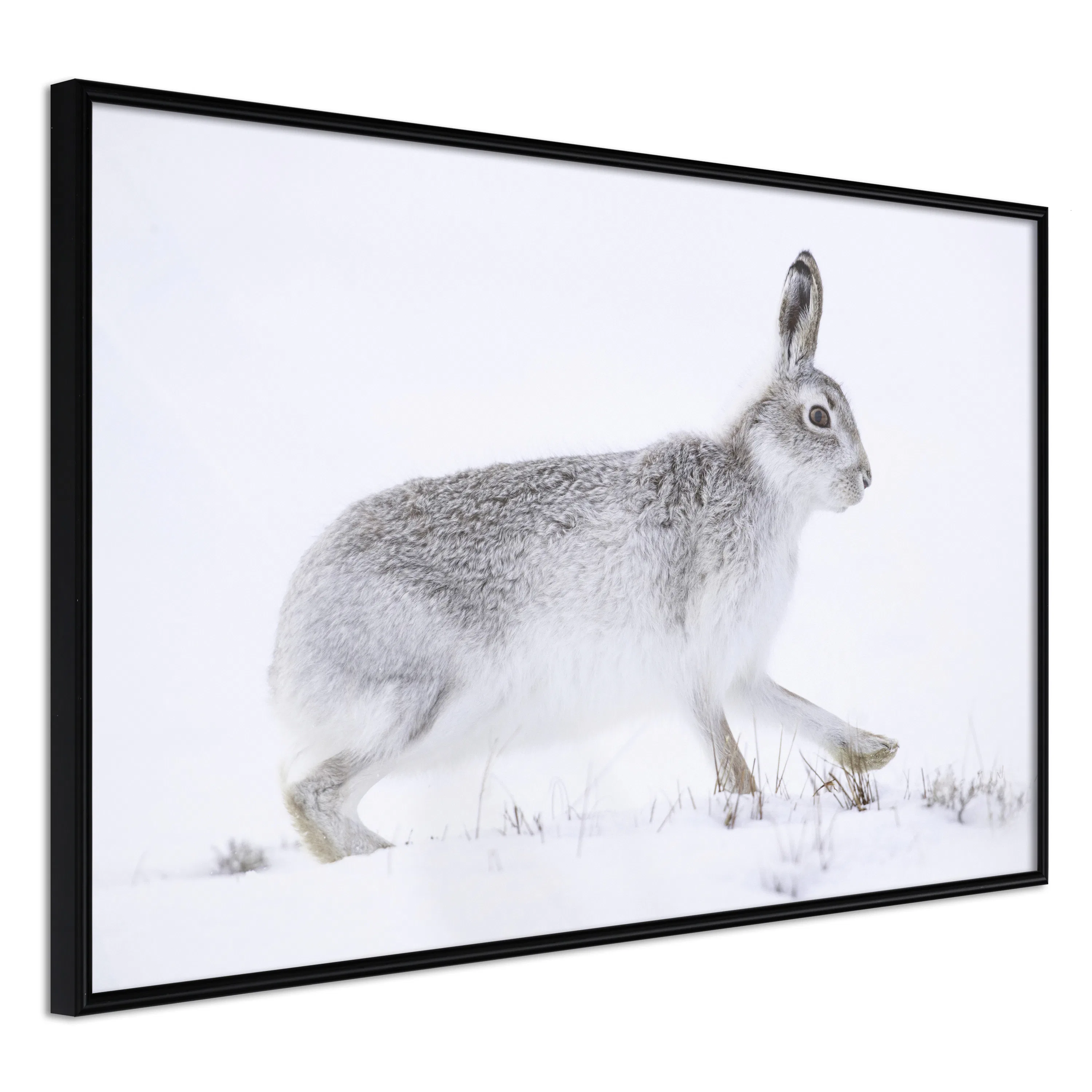 Poster Artgeist Affisch Rabbit
