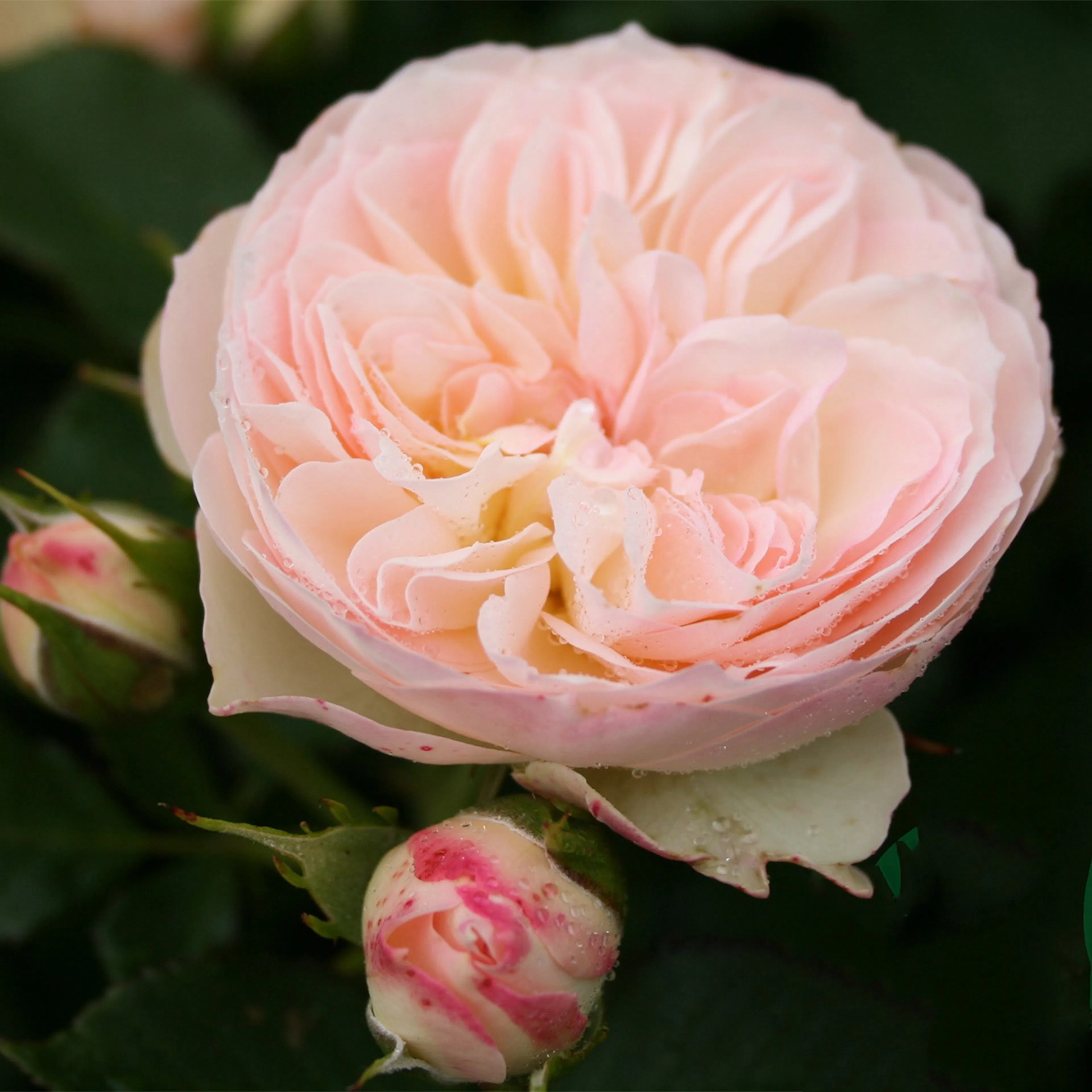 Rosa "Pastella", 1-pack 1-pack
