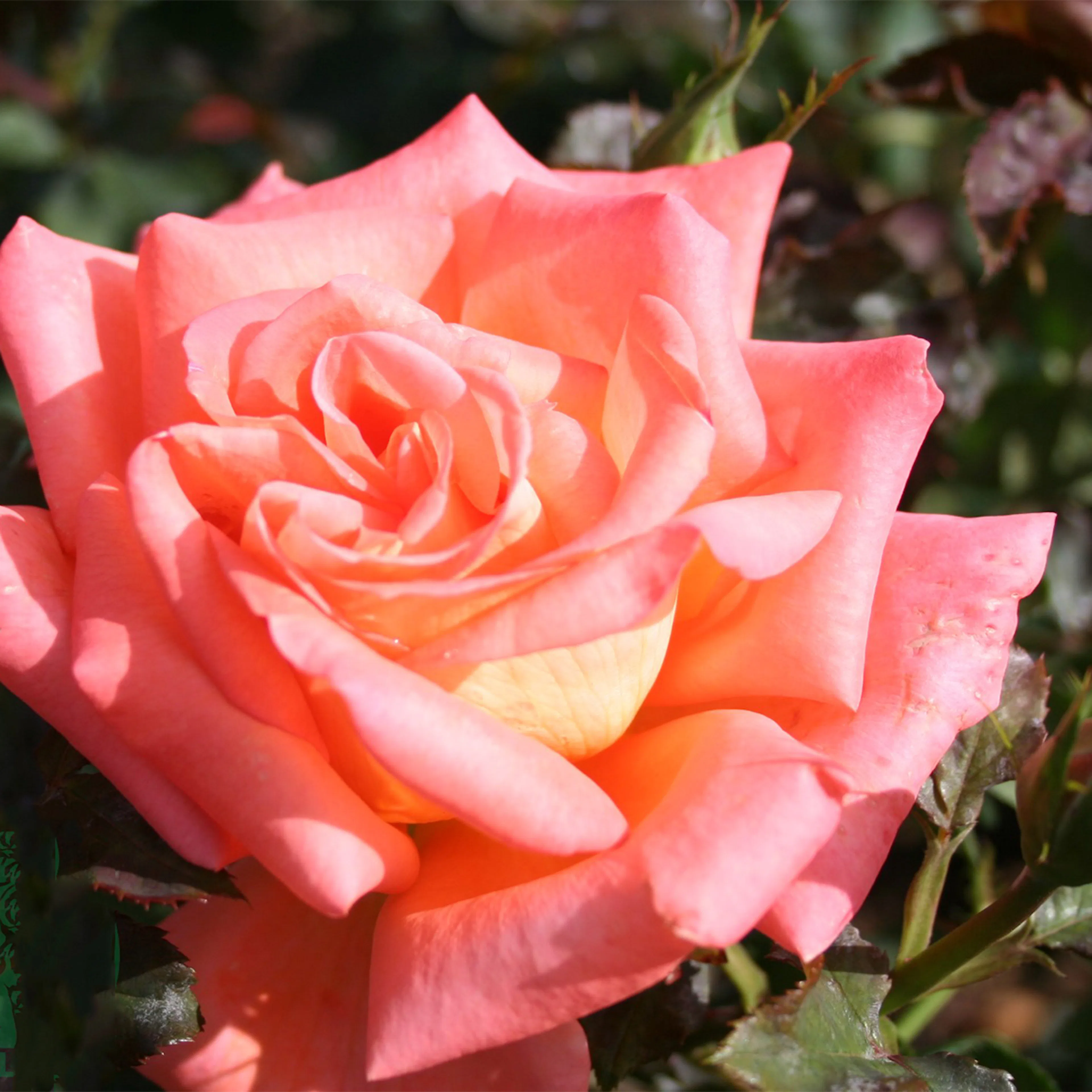 Rosa "Victor Borge", 1-pack 1-pack