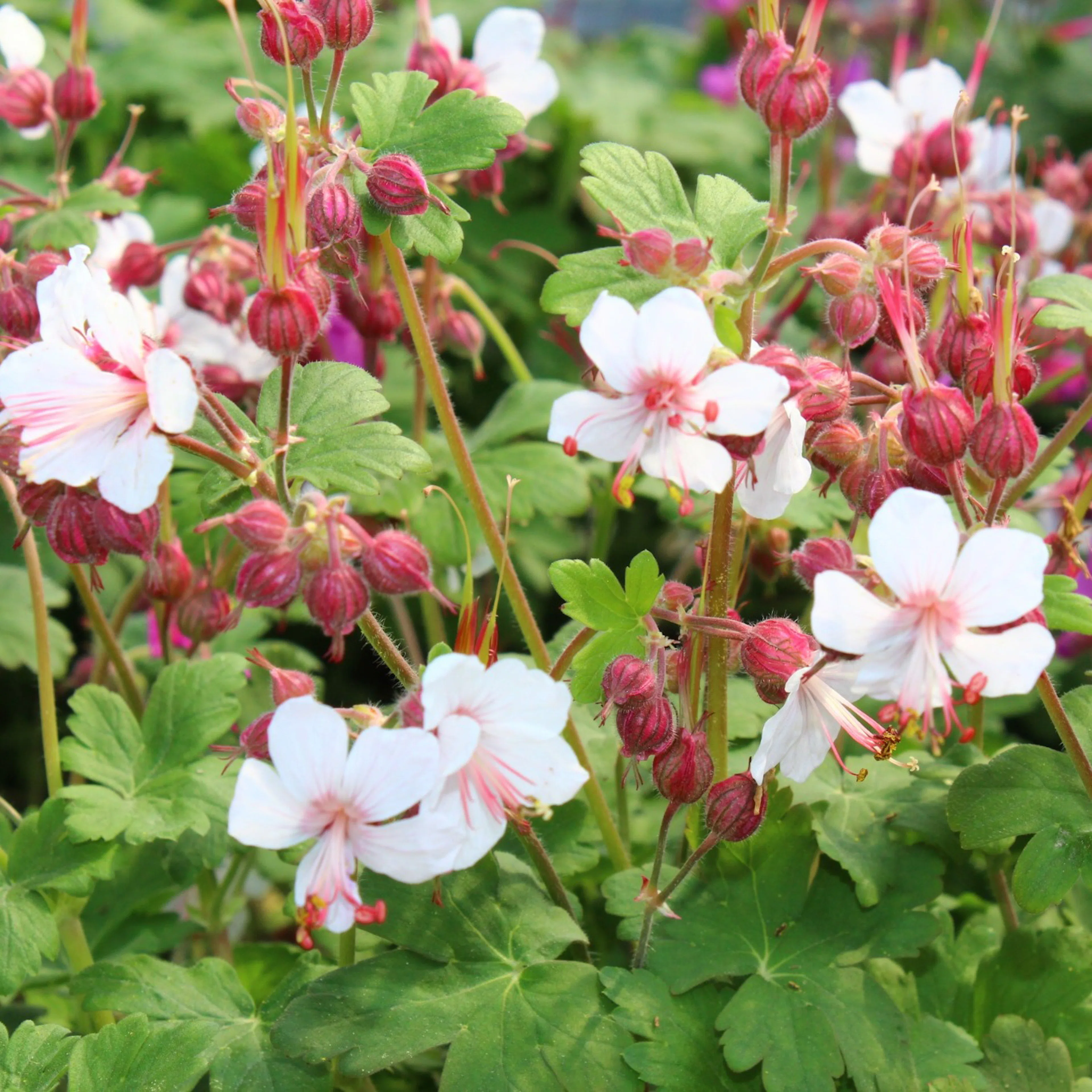 Perenn Omnia Garden Flocknäva Geranium Macrorrhizum Spessart