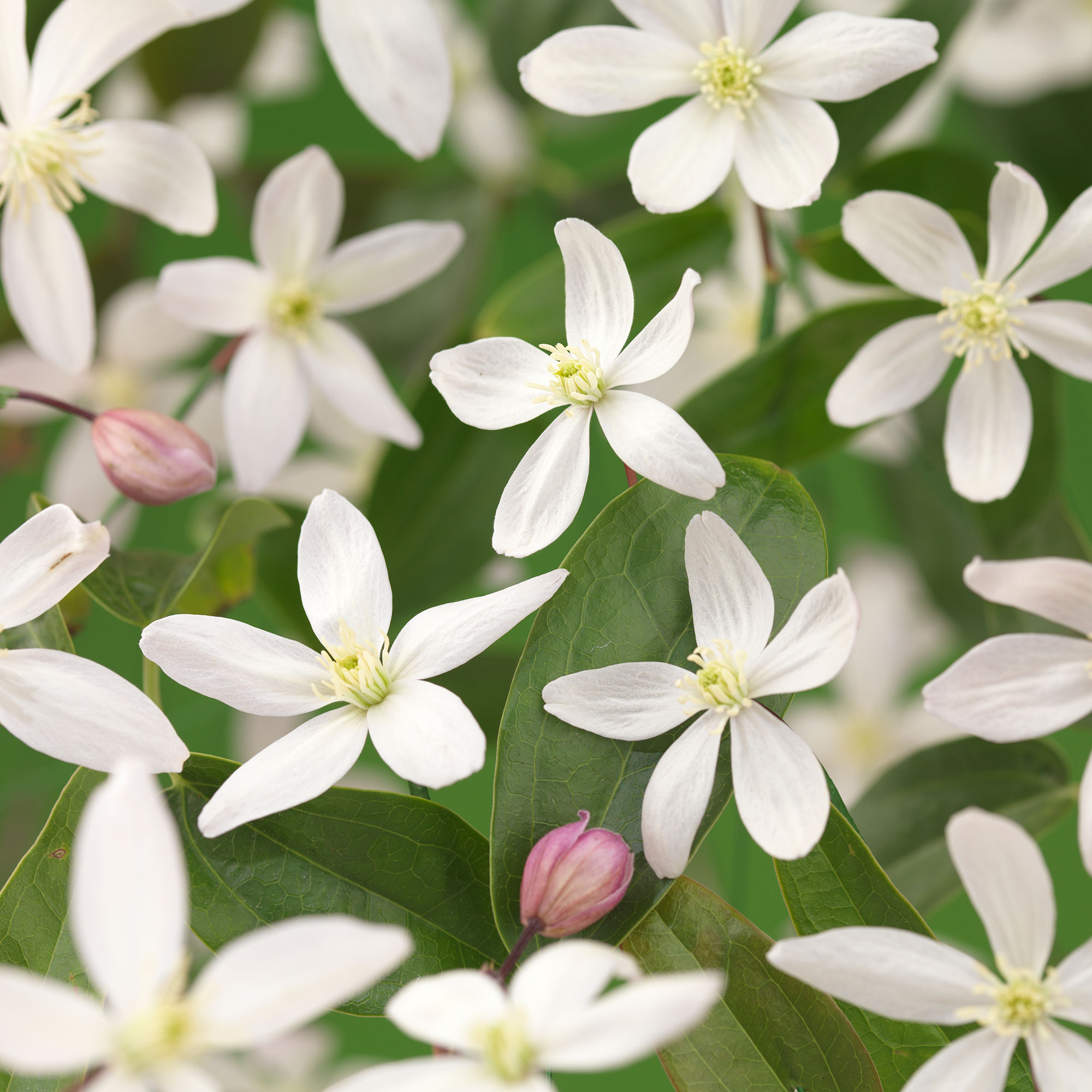Klätterväxt Vintergrön Klematis Omnia Garden Armandii Apple Blossom 40-60 cm