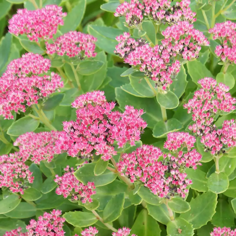 Perenn Omnia Garden Kinesisk Kärleksört Hylotelephium Spectabile Brilliant