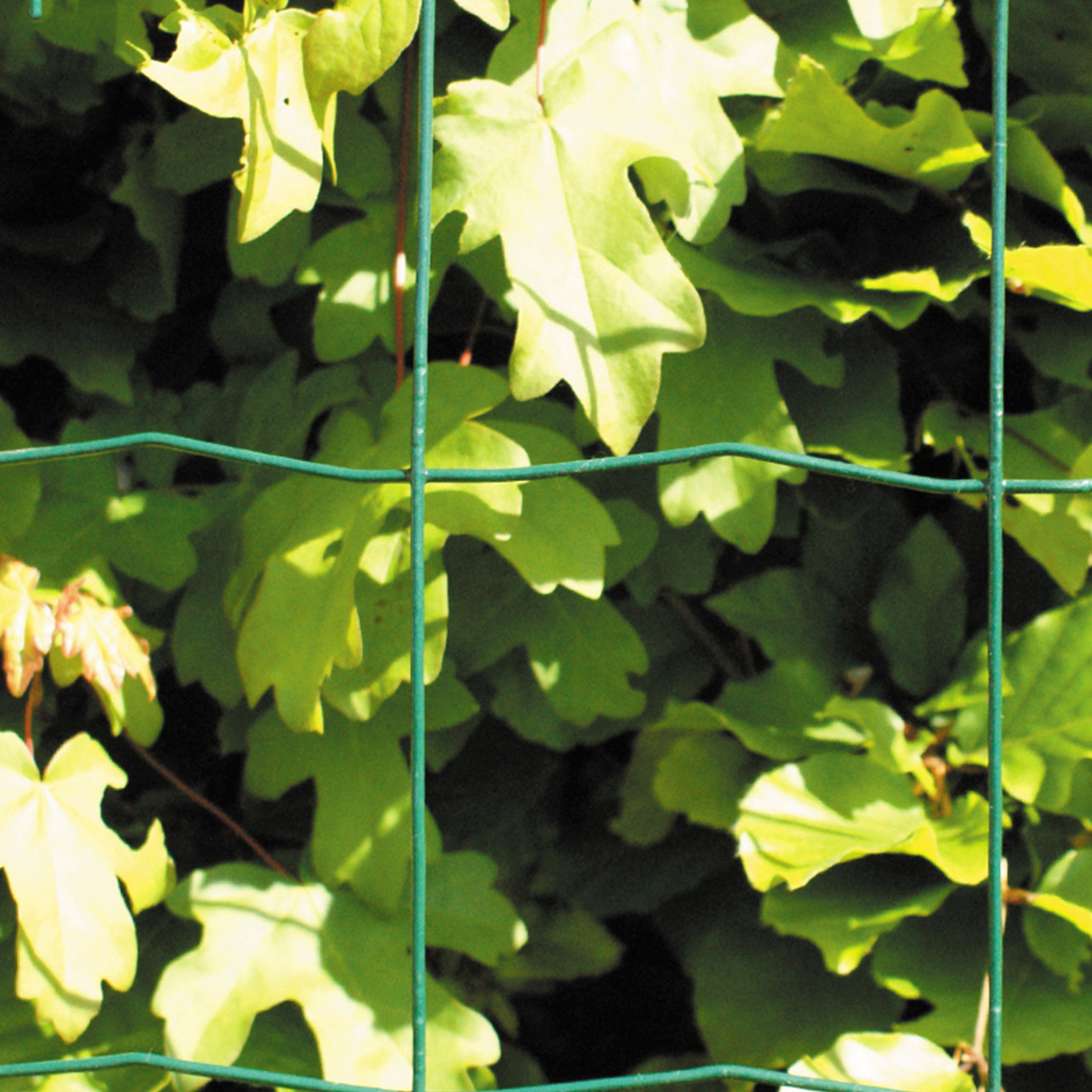 Stängsel Hortus 100x100 mm 10 m