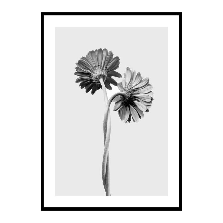 Poster Gallerix Daisies Intertwined