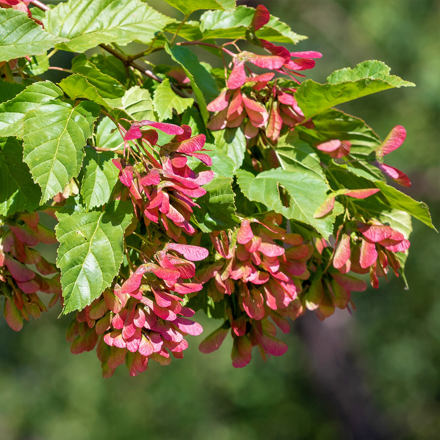 Prydnadsbuske Omnia Garden Ginnalalönn, Vit Blomning, 150-200cm