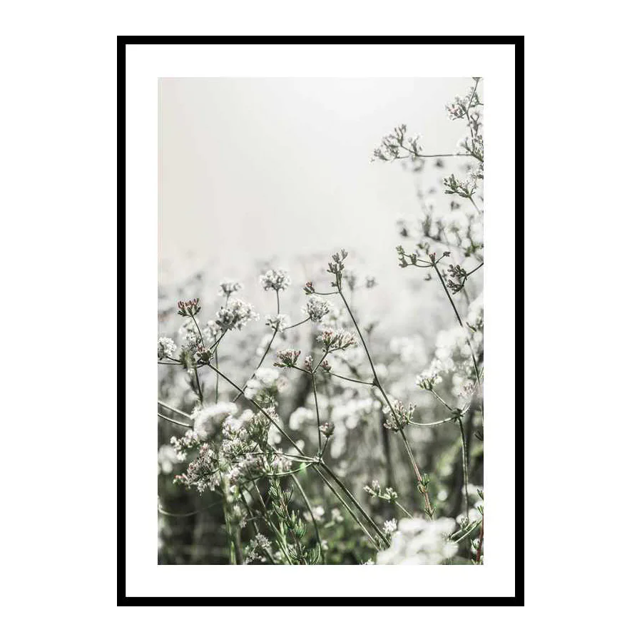 Poster Gallerix White Flowers In Spring