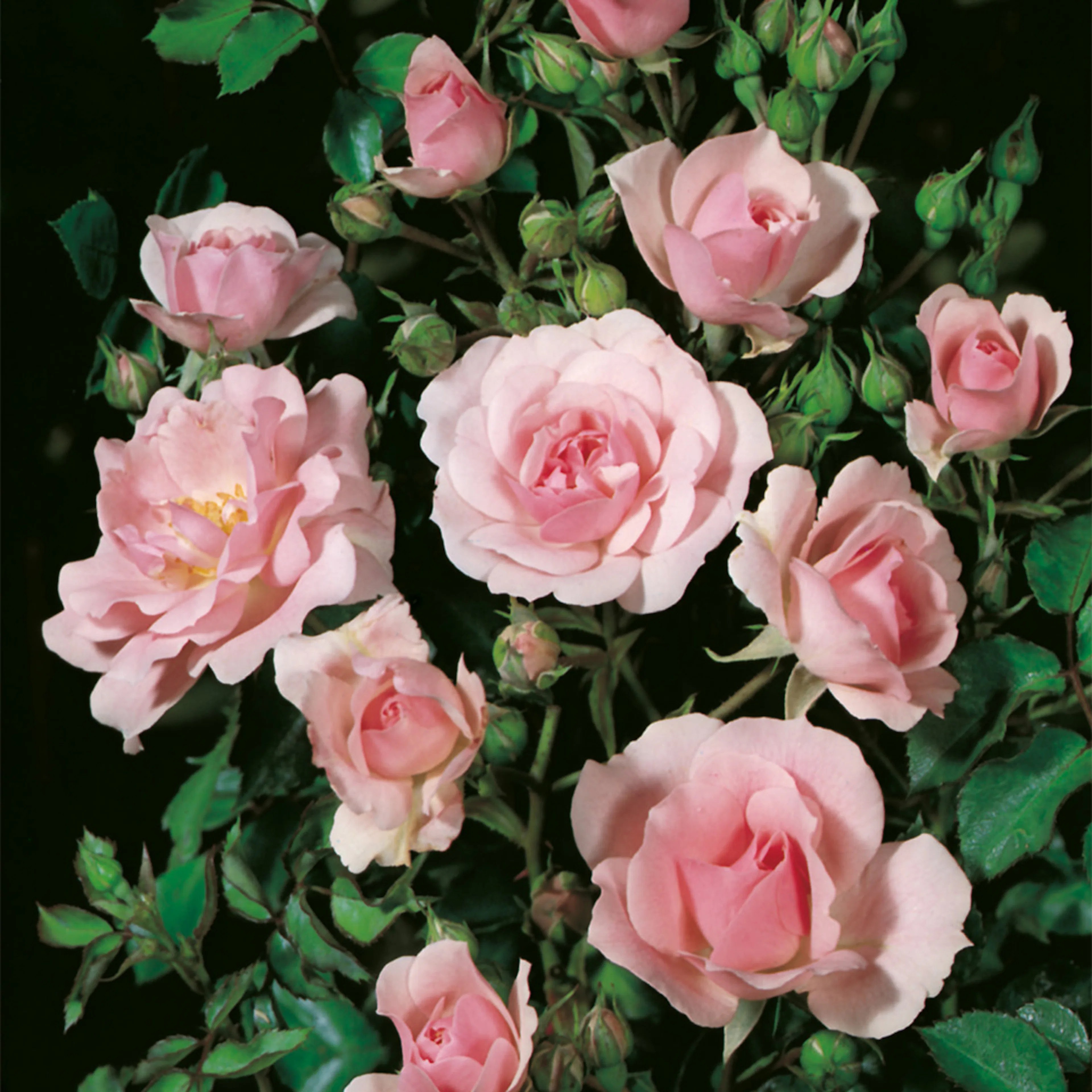 Rosa "Bonica", 5-pack 5-pack