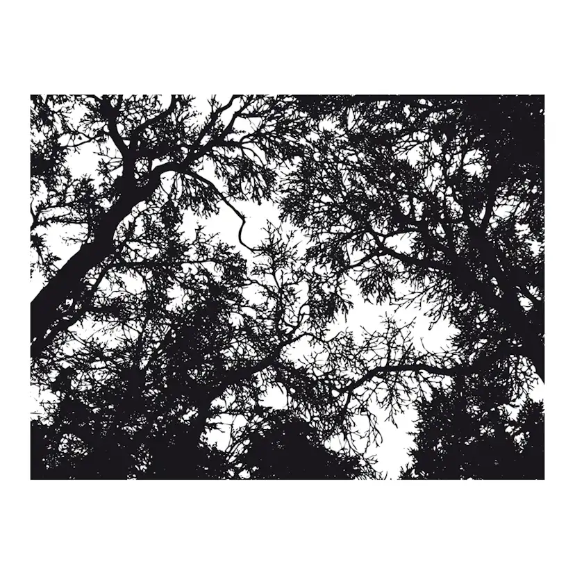 Fototapet Arkiio Bleak Forest