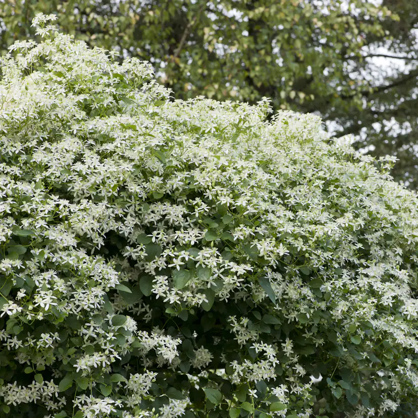 Klätterväxt Stor Vippklematis Omnia Garden 40-60 cm