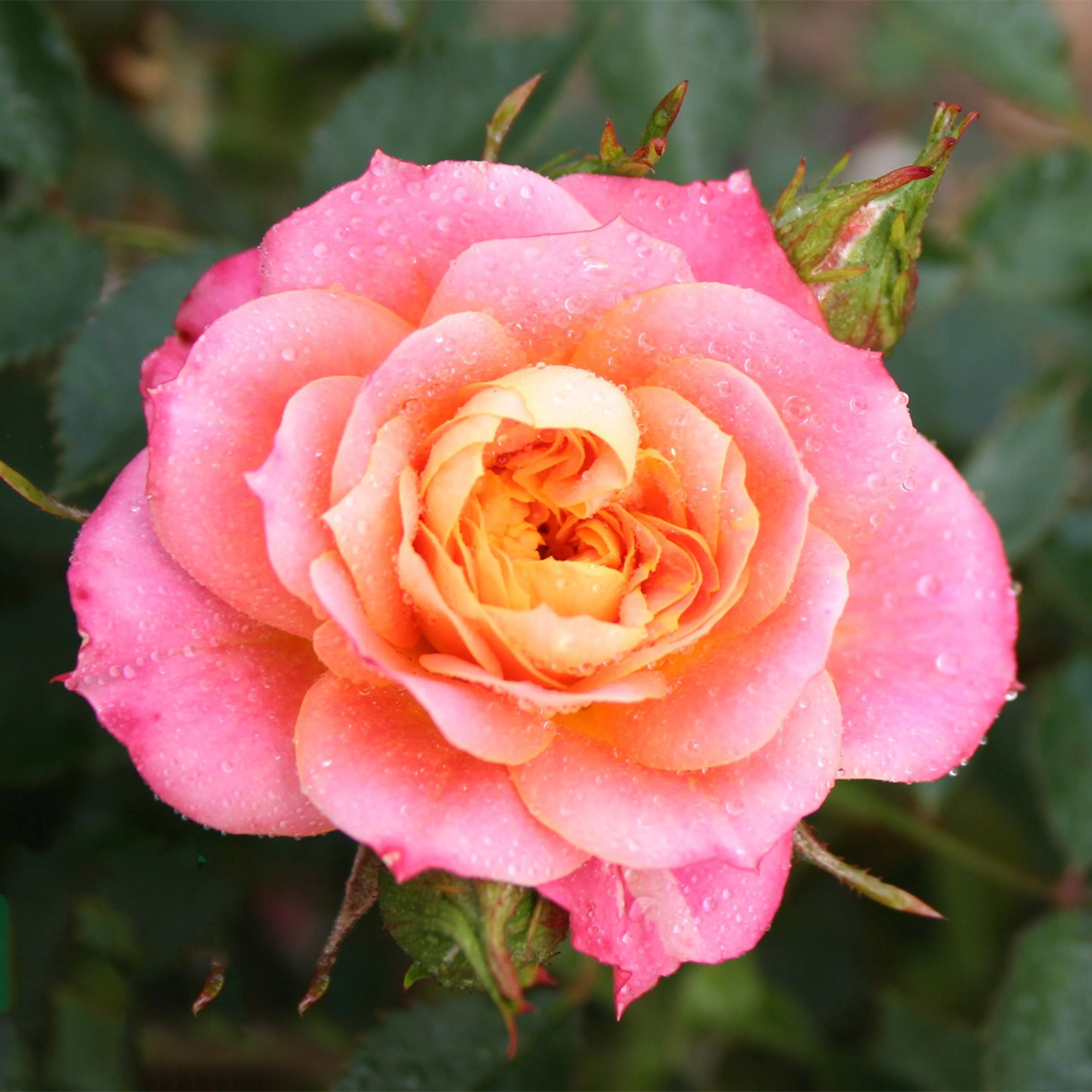 Rosa "Mandarin", 5-pack 5-pack