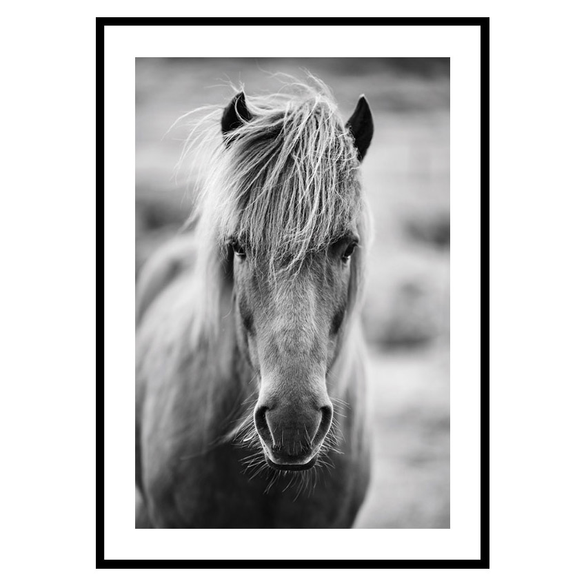 Poster Gallerix Icelandic Horse B&W