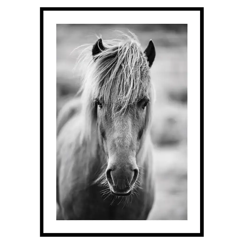 Poster Gallerix Icelandic Horse B&W