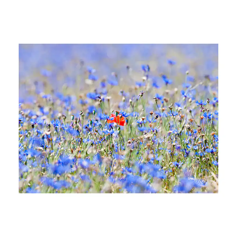 Fototapet Arkiio En Sky Färgad Äng Cornflowers