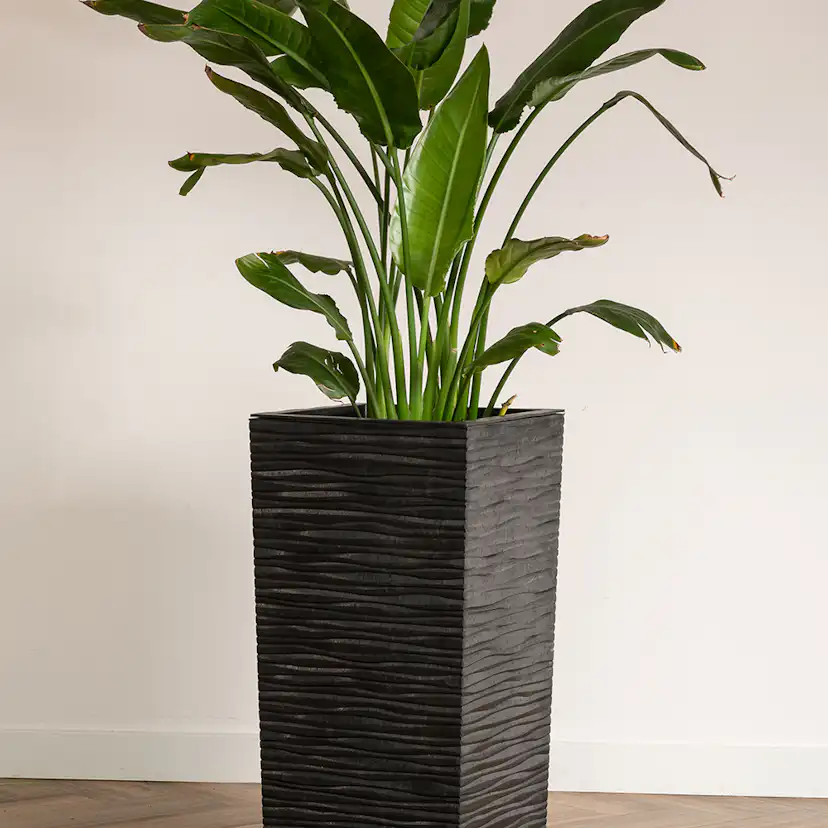 Blomkruka Recal Serenity