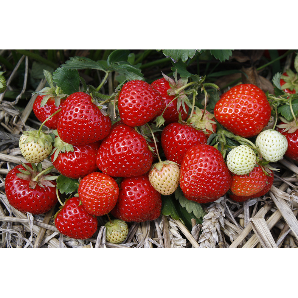 Jordgubbe Omnia Garden Fragaria Ananassa Rumba