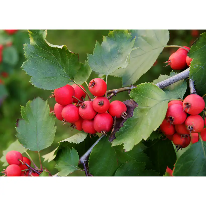 Planta Häckoxel Omnia Garden Bälinge 20-40 cm