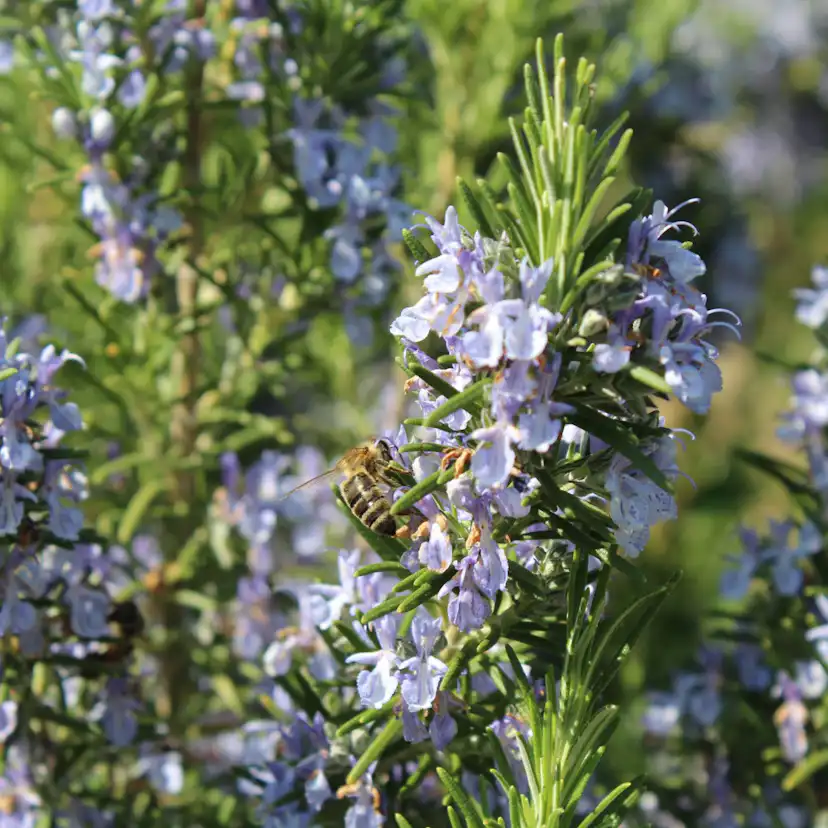 Prydnadsbuske Omnia Garden Rosmarin Salvia Rosmarinus